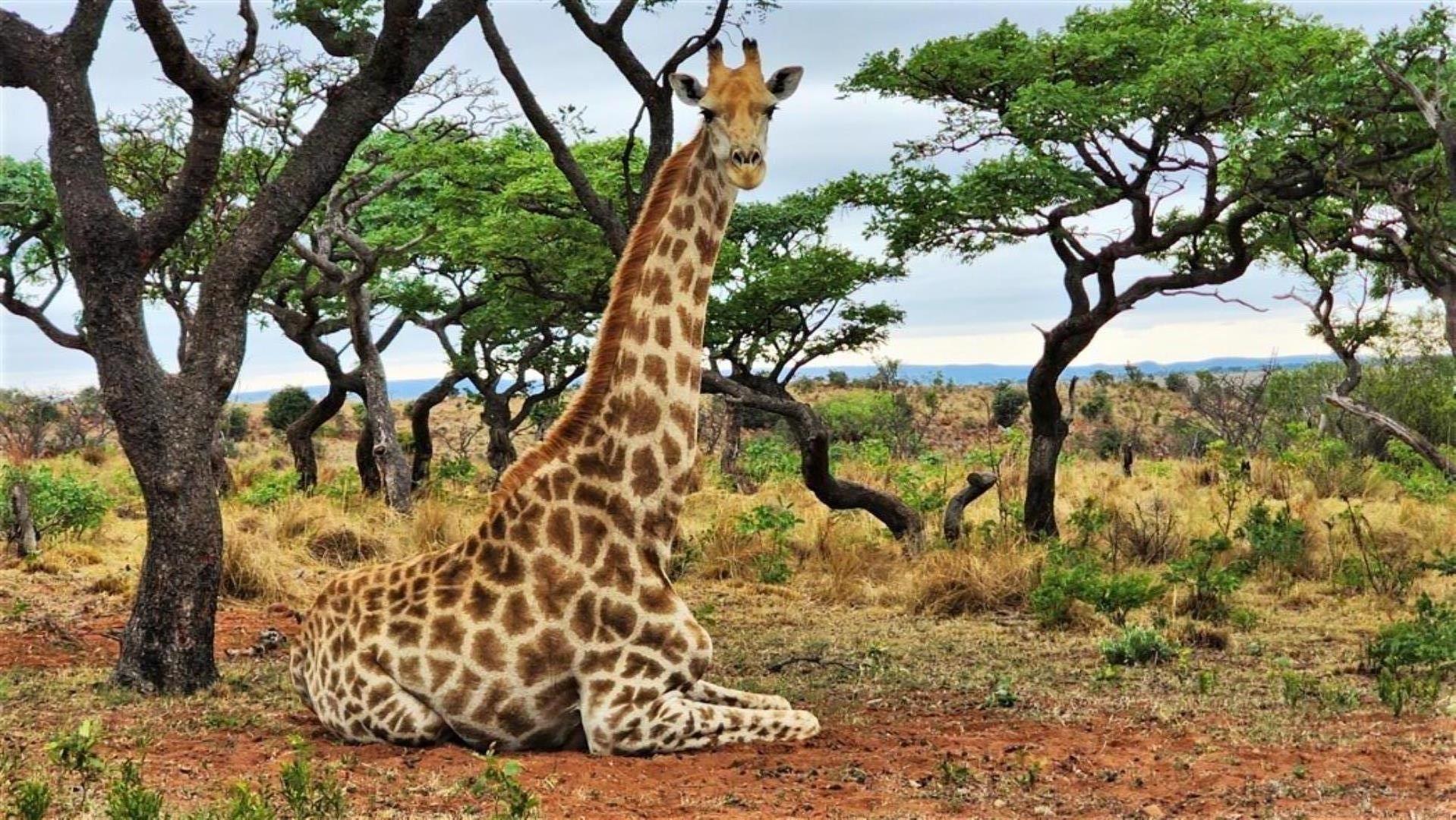 16 Bedroom Game Farm or Lodge for Sale - Limpopo