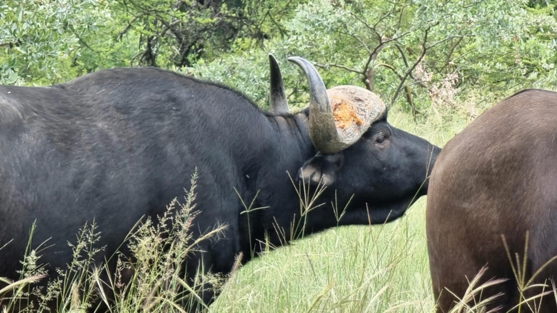14 Bedroom Game Farm or Lodge for Sale - Gauteng