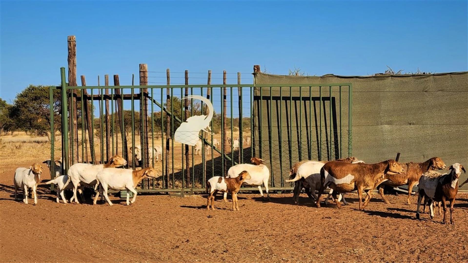 712310_Bosvelder_Sheep.jpg