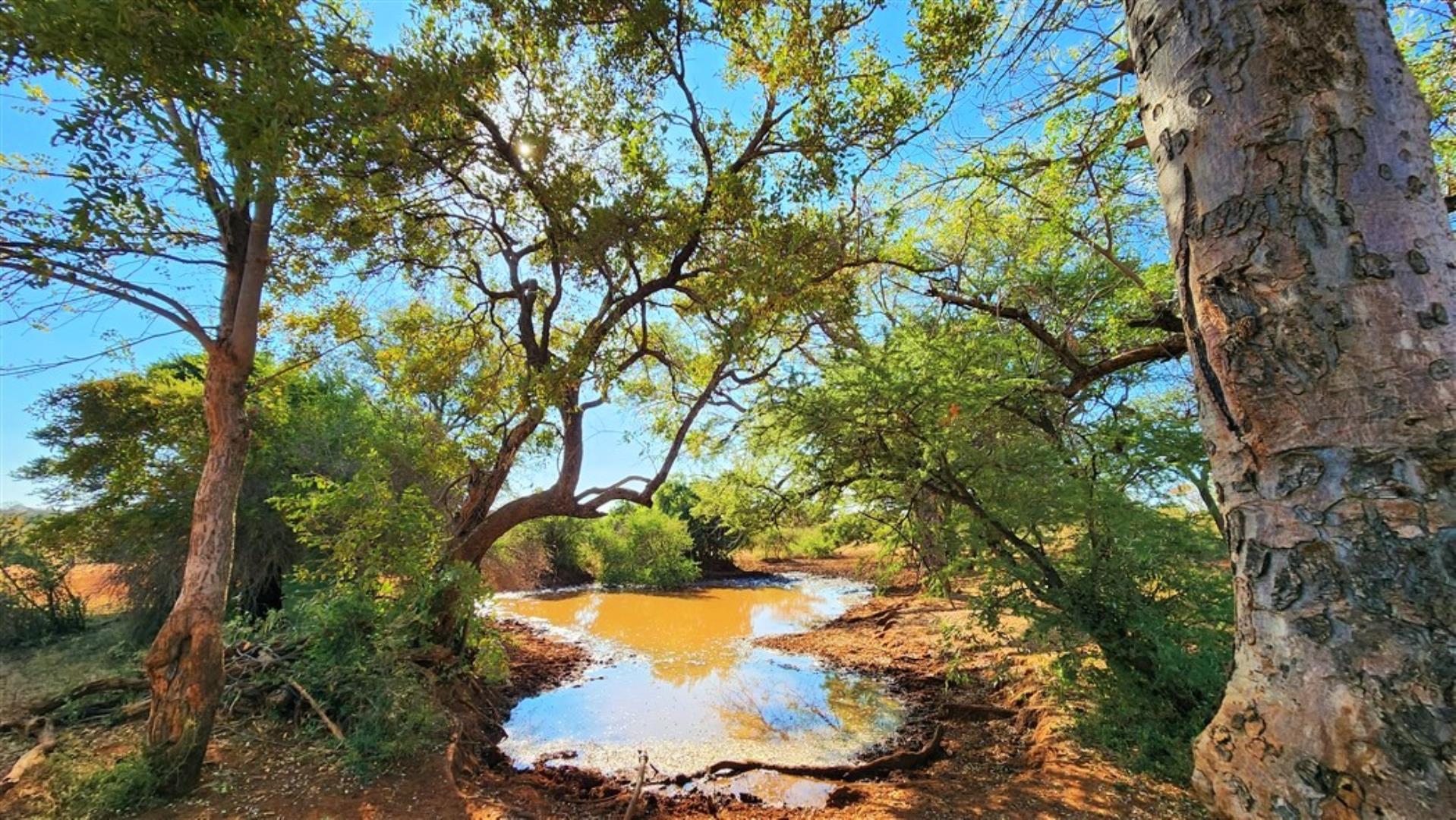 712310_Buffalo_mud_bath.jpg