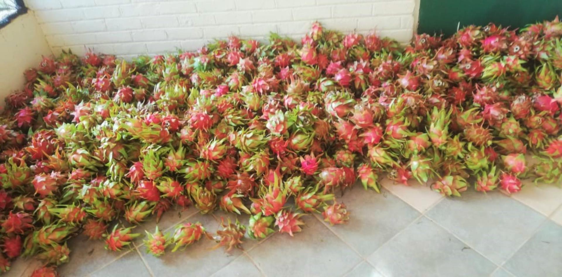 712310_Dragon_Fruit_1.jpg