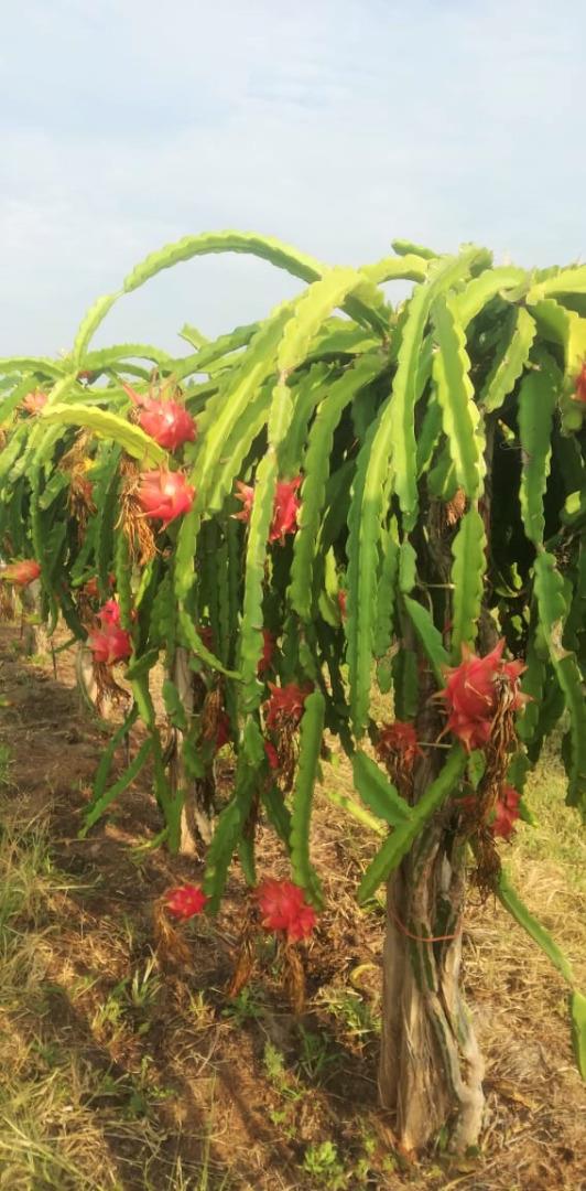 712310_Dragon_Fruit_2.jpg