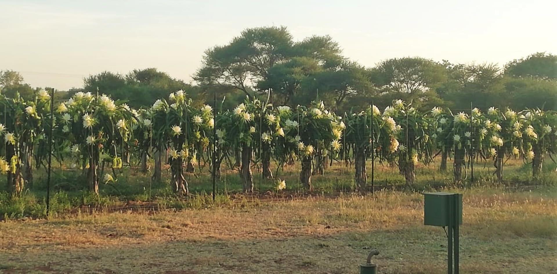 712310_Dragon_Fruit_3.jpg