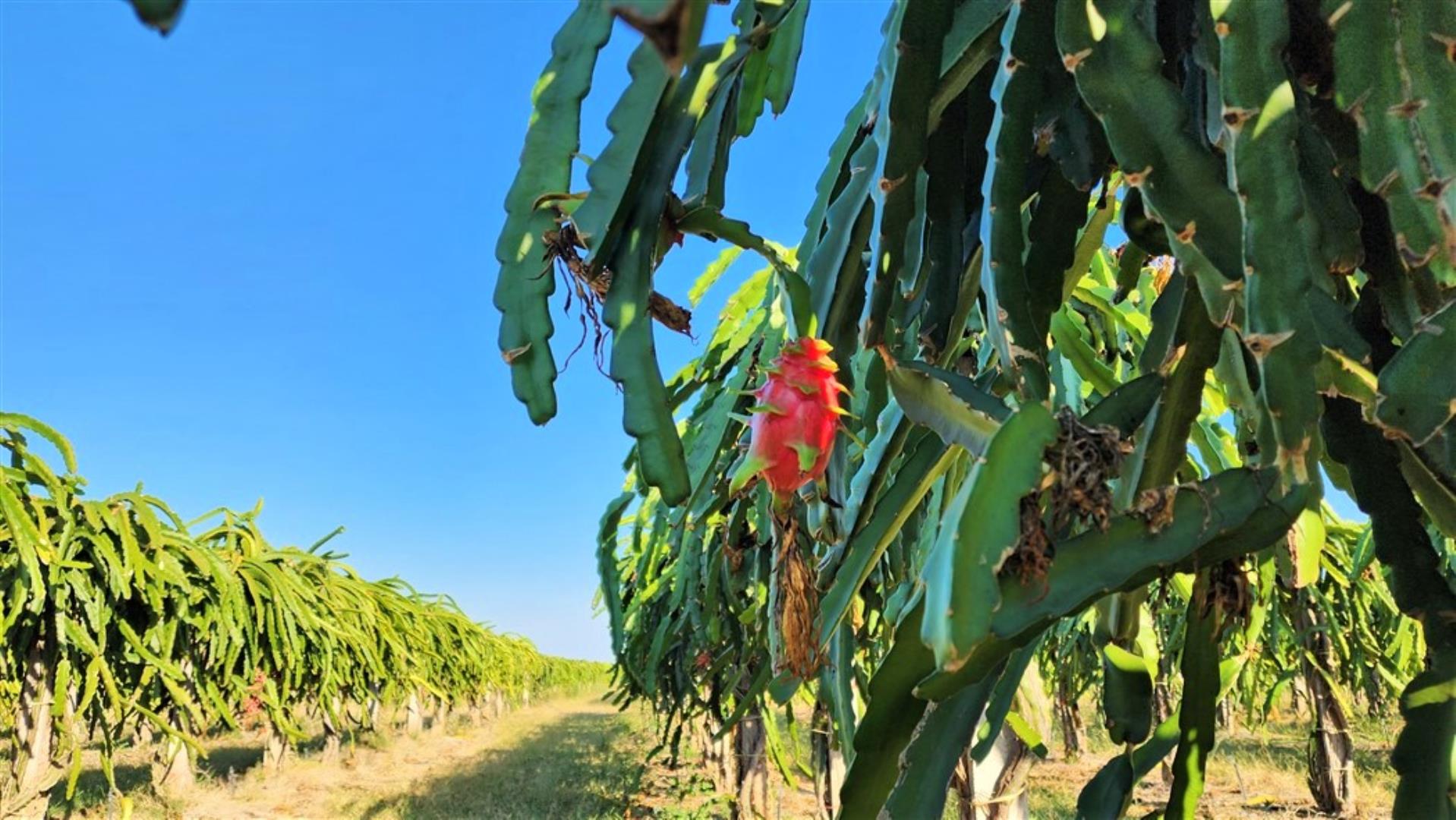 712310_Dragon_Fruit_4.jpg