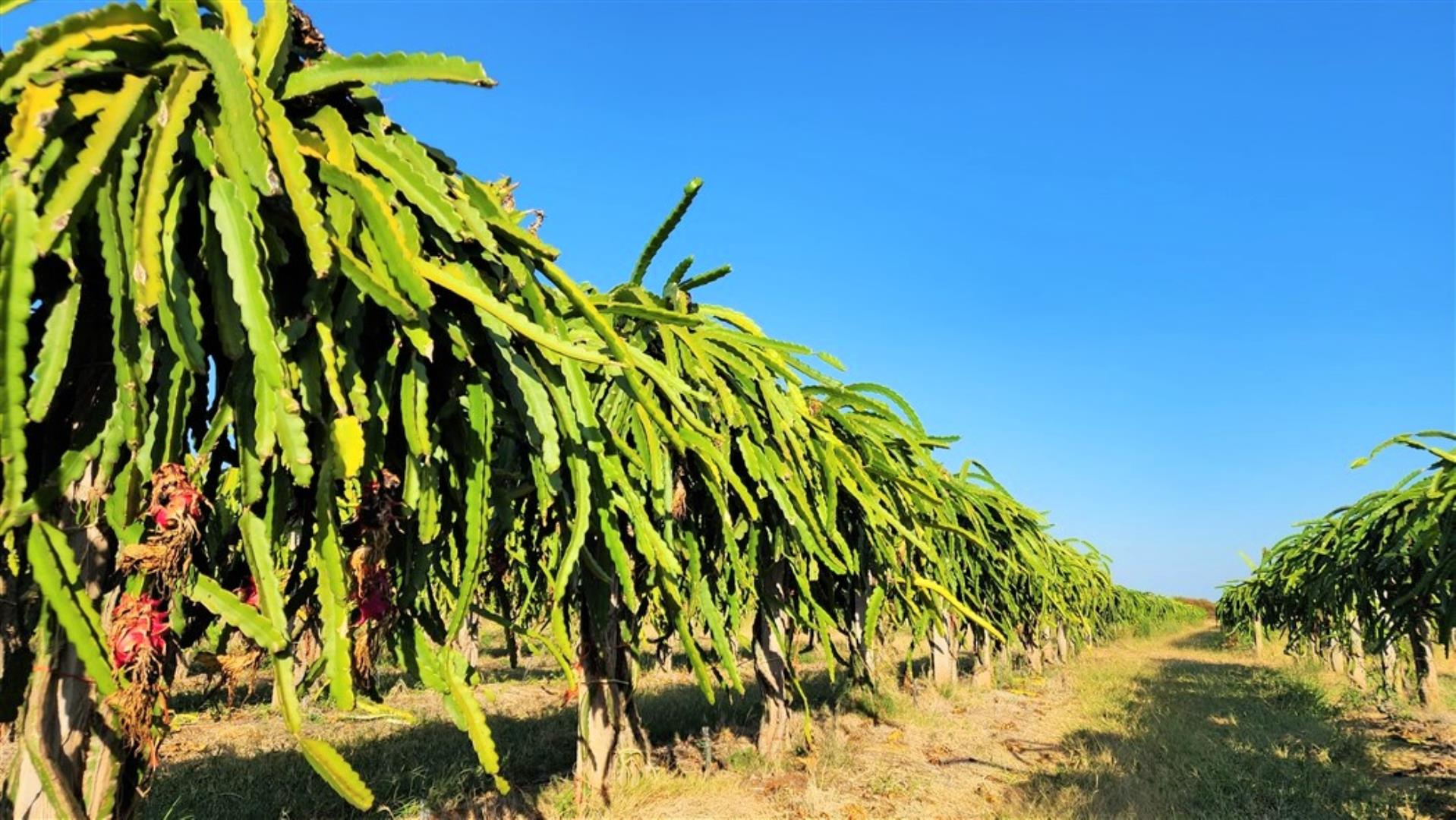 712310_Dragon_Fruit_5.jpg