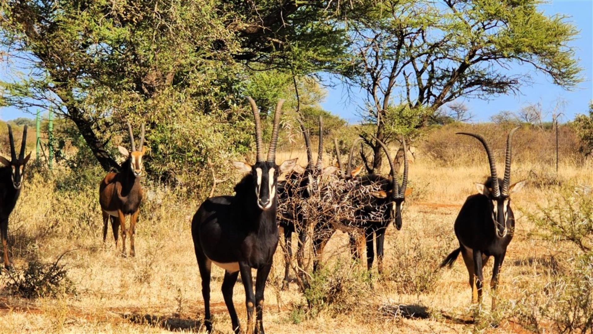 712310_Sable_Bulls.jpg