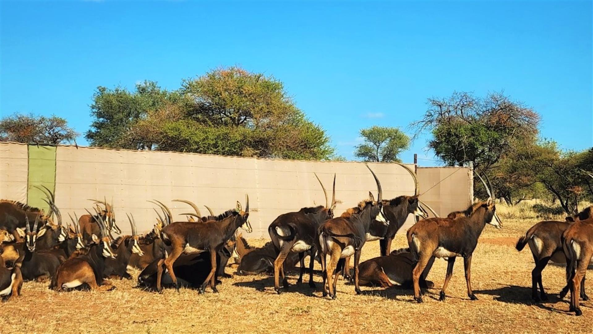 712310_Sable_cows.jpg
