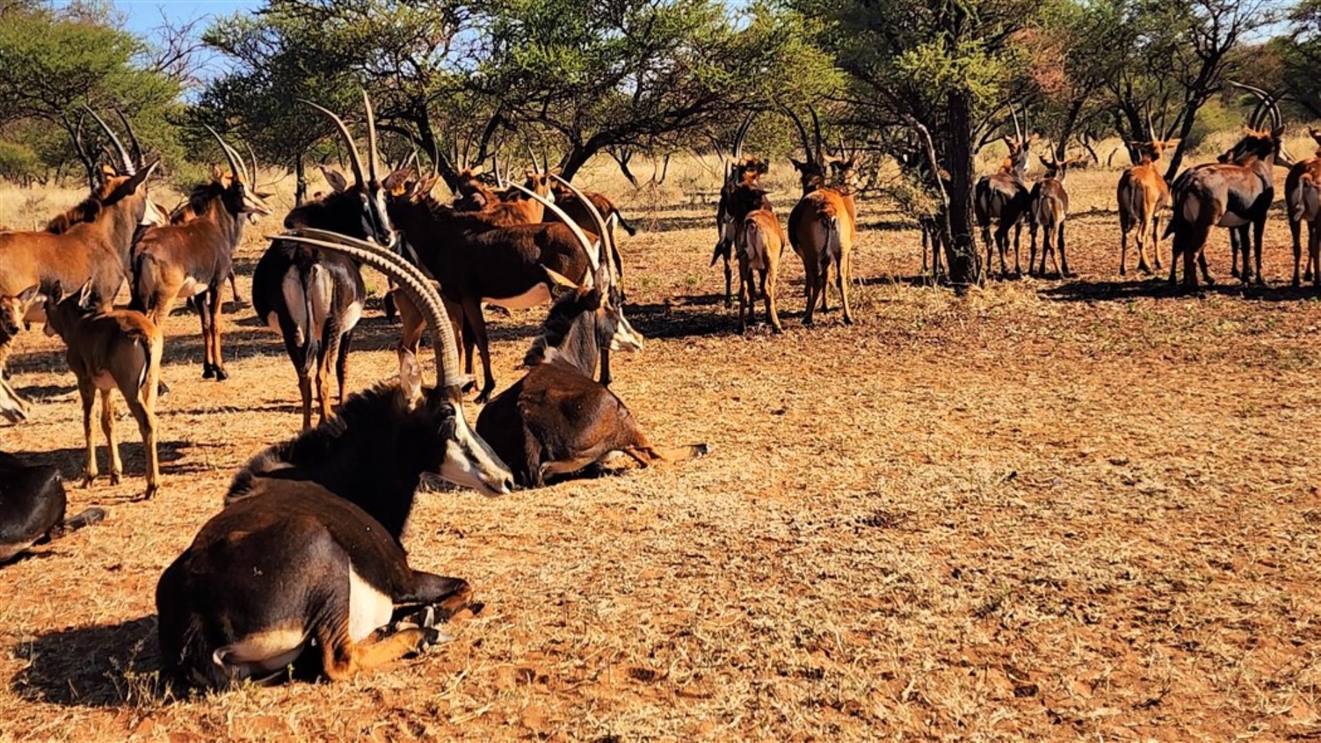 712310_Sable_cows_1.jpg