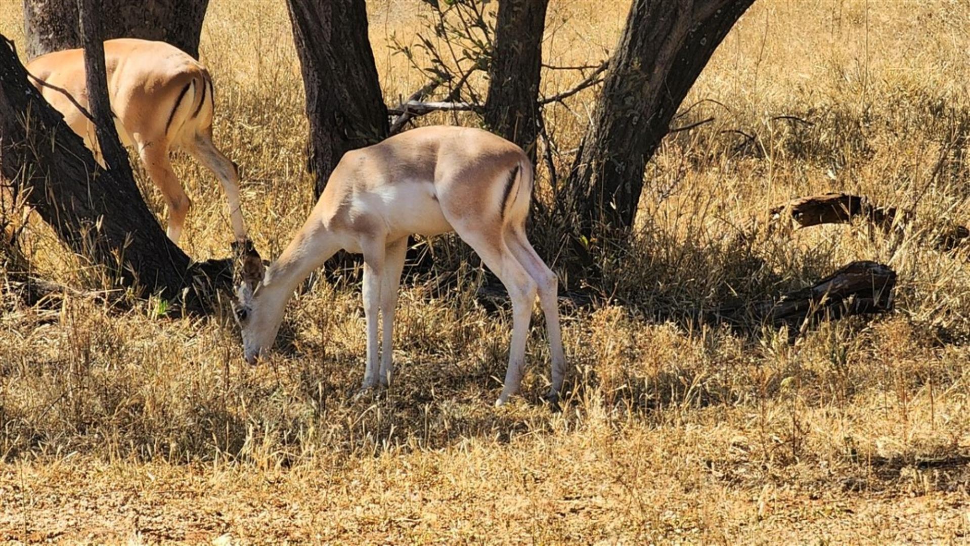 712310_White_flank_impala_youngster.jpg