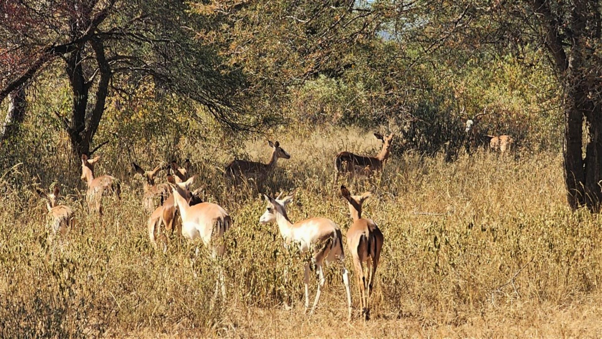 712310_White_flank_impalas_.jpg