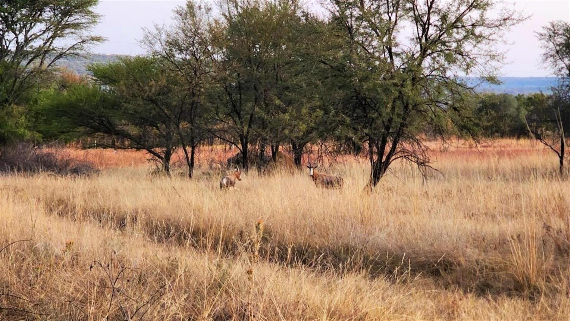 715586_Blesbuck_1.jpg