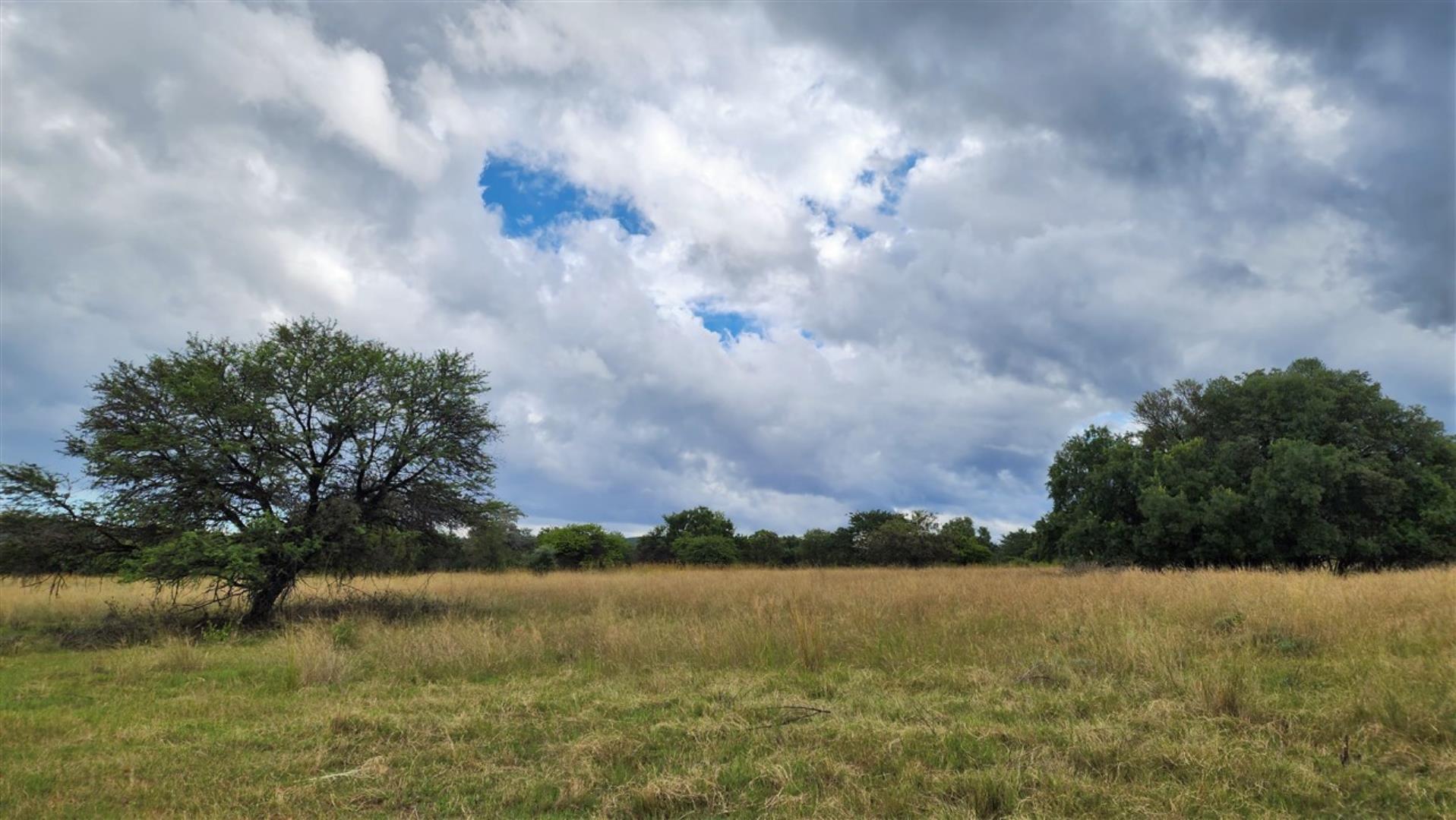 715586_Bushveld_1a.jpg