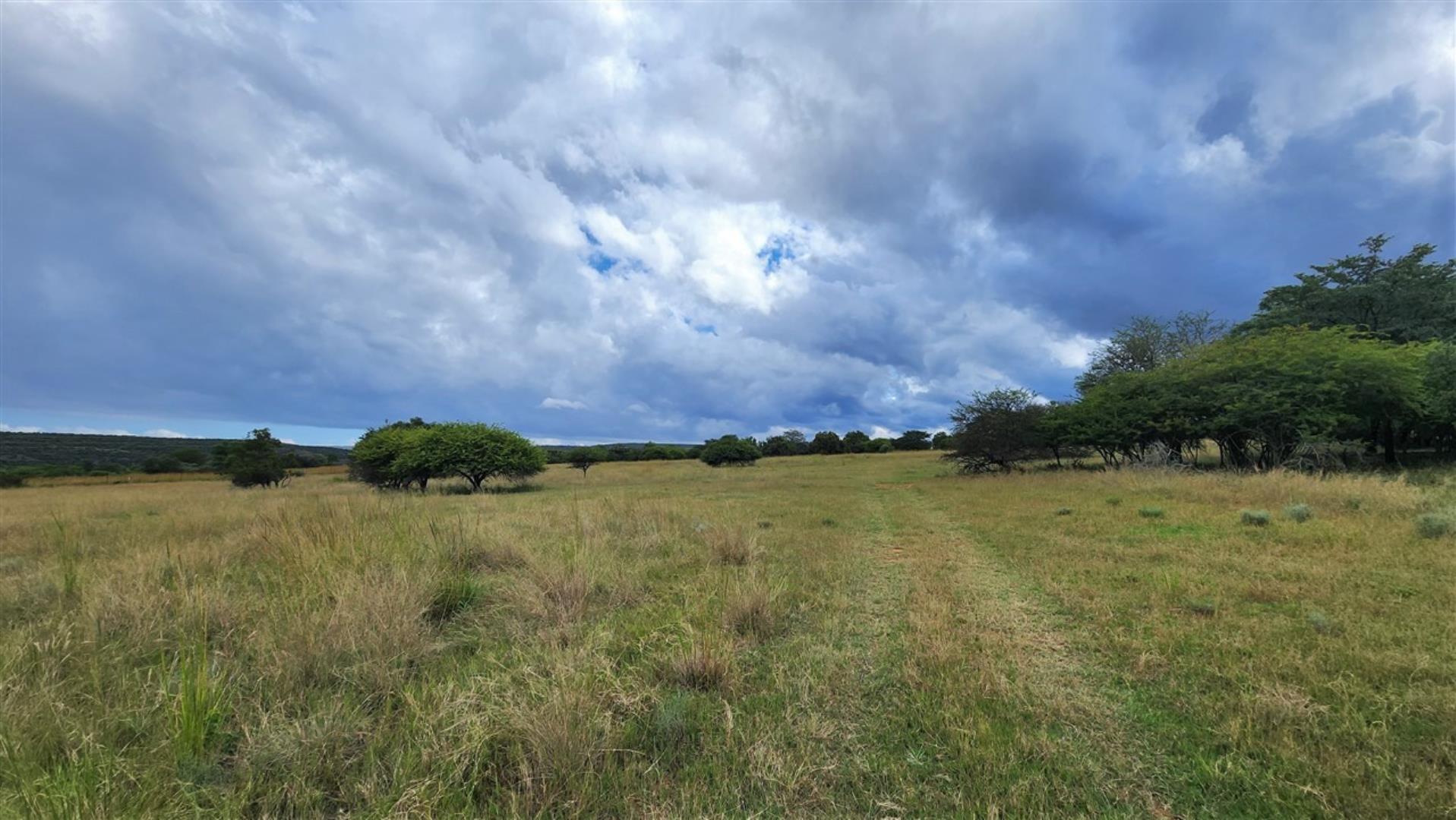 715586_Bushveld_1abc.jpg