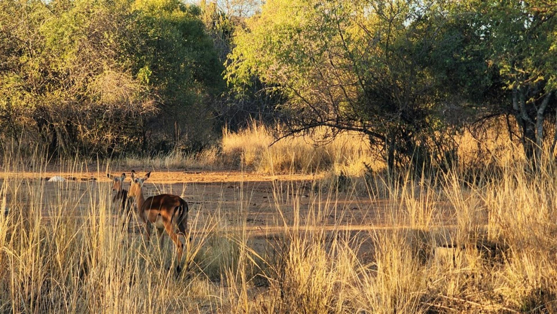 715586_Impala_1.jpg