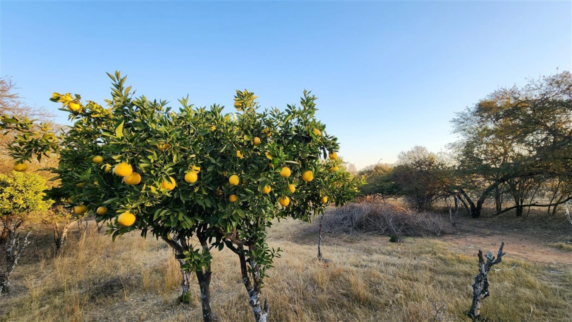 715586_Lemons.jpg