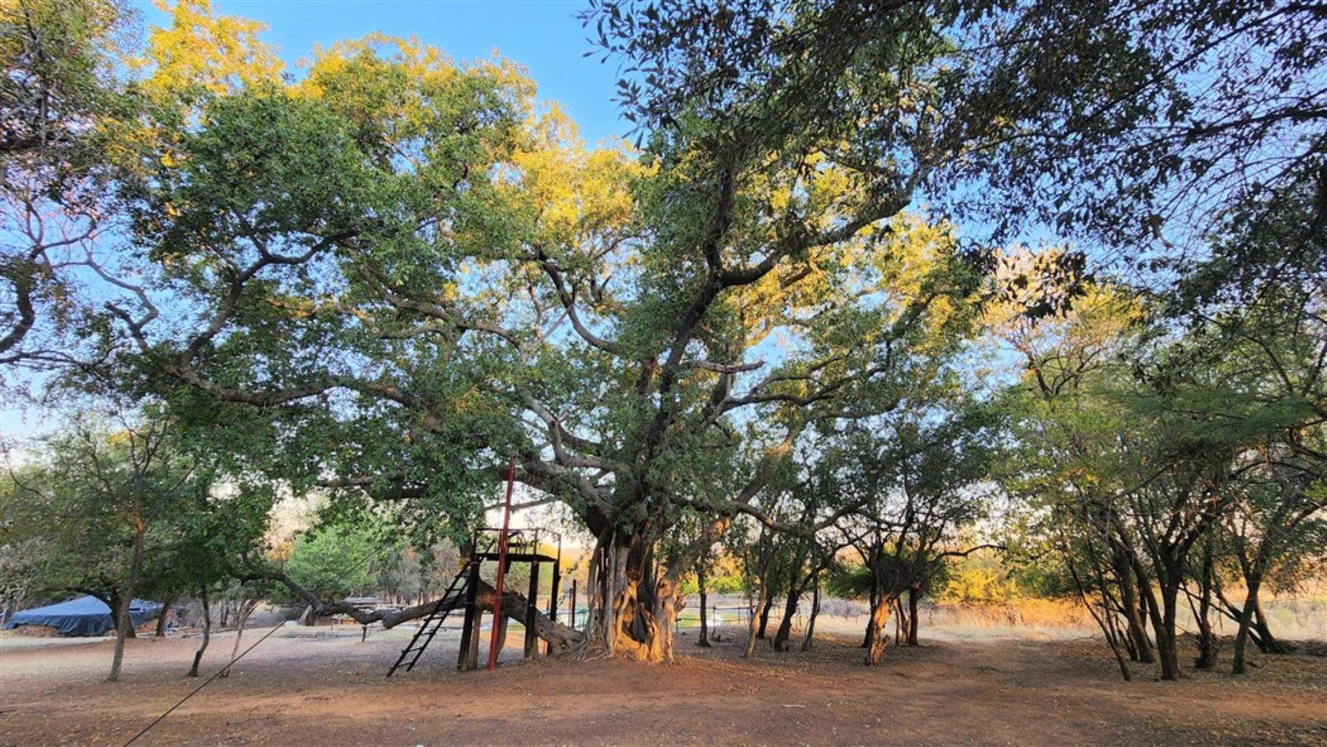 715586_Wild_Fig_and_Zipline.jpg