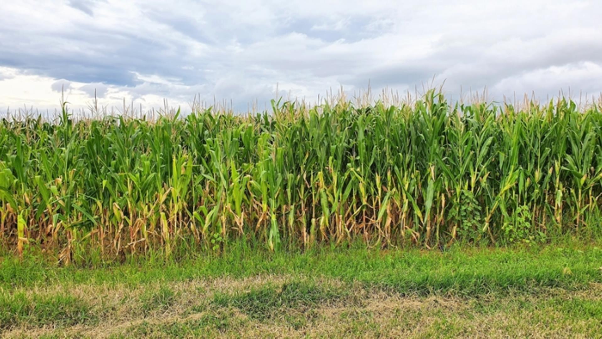 727504_335ha_Irrigation_Farm_combination_Farm_for_sale_(10).jpg