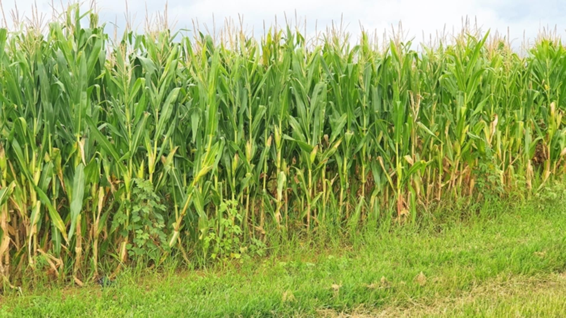 727504_335ha_Irrigation_Farm_combination_Farm_for_sale_(11).jpg