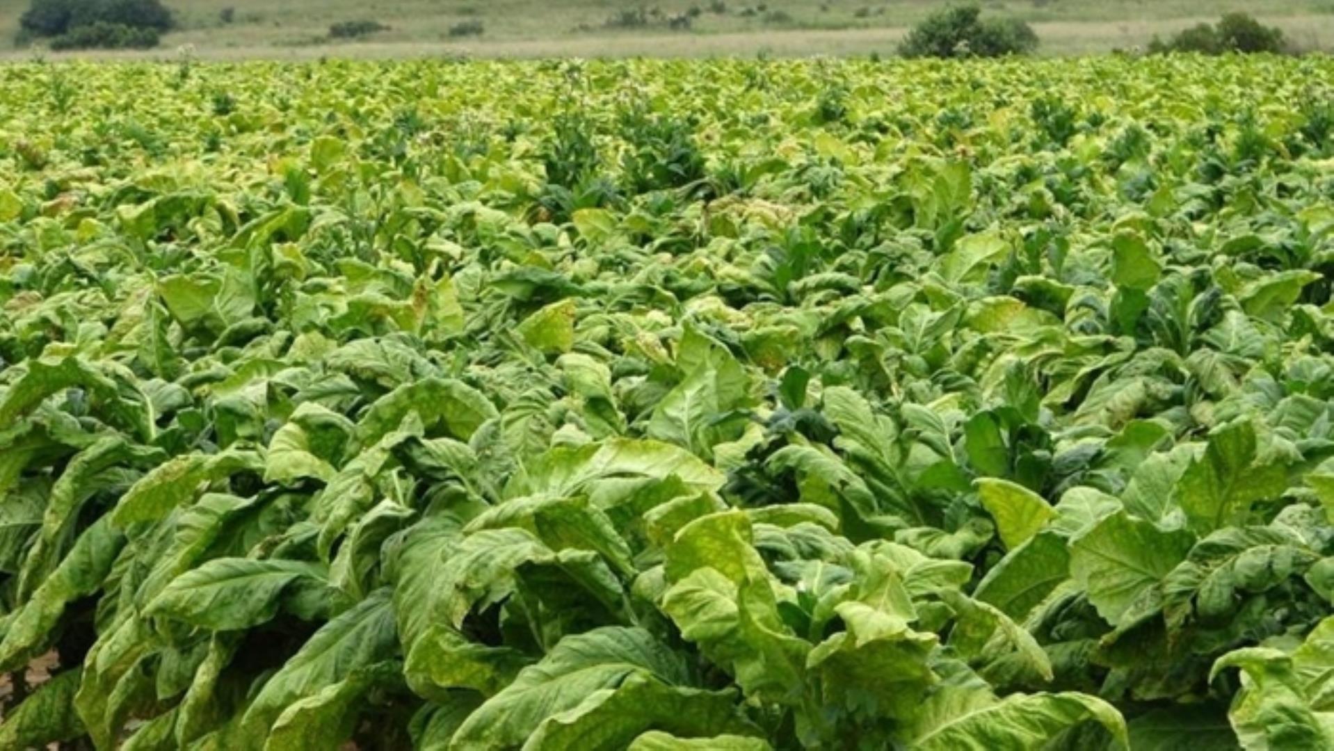 727504_335ha_Irrigation_Farm_combination_Farm_for_sale_(25).jpg