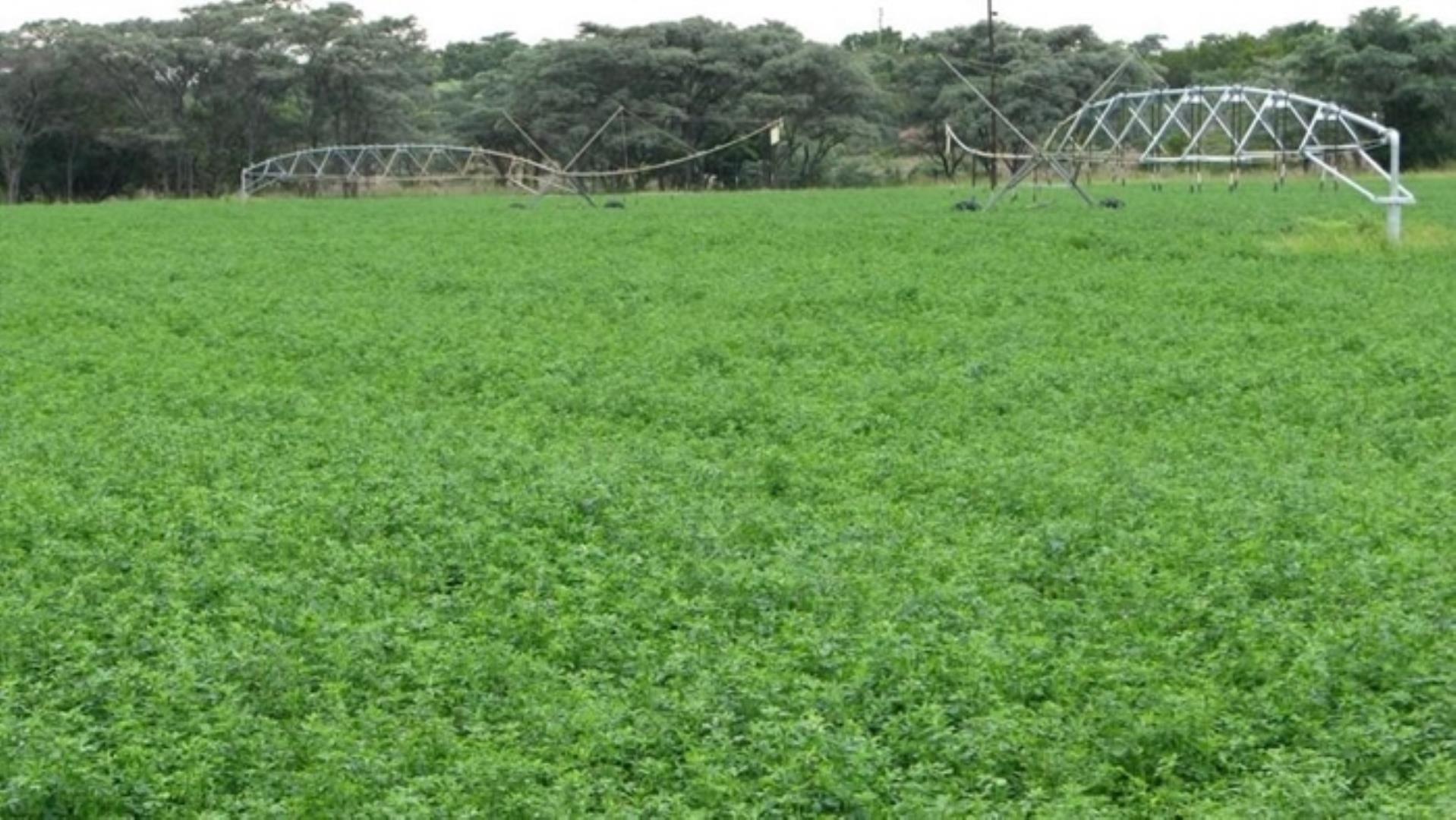 727504_335ha_Irrigation_Farm_combination_Farm_for_sale_(30).jpg