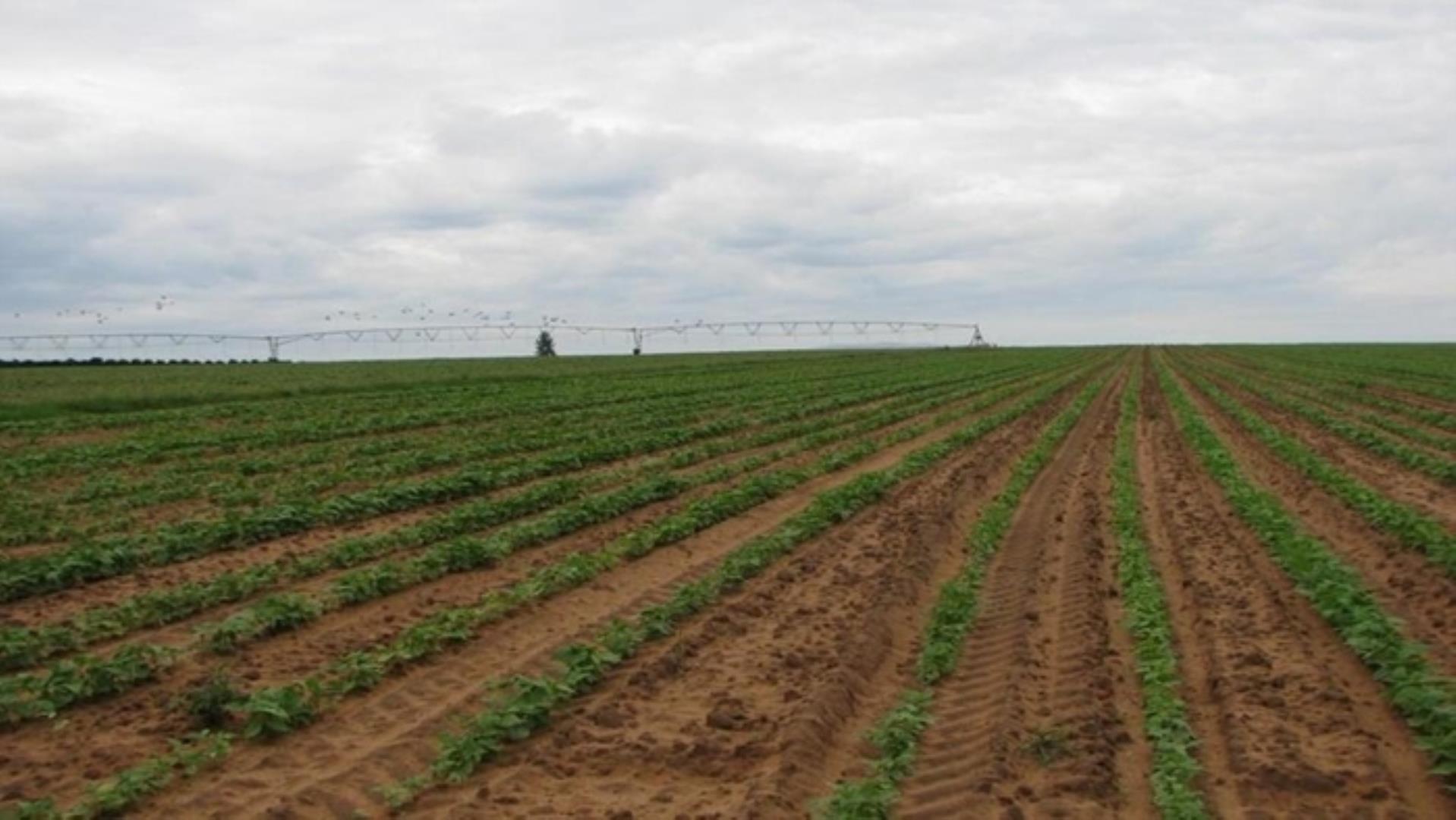 727504_335ha_Irrigation_Farm_combination_Farm_for_sale_(31).jpg