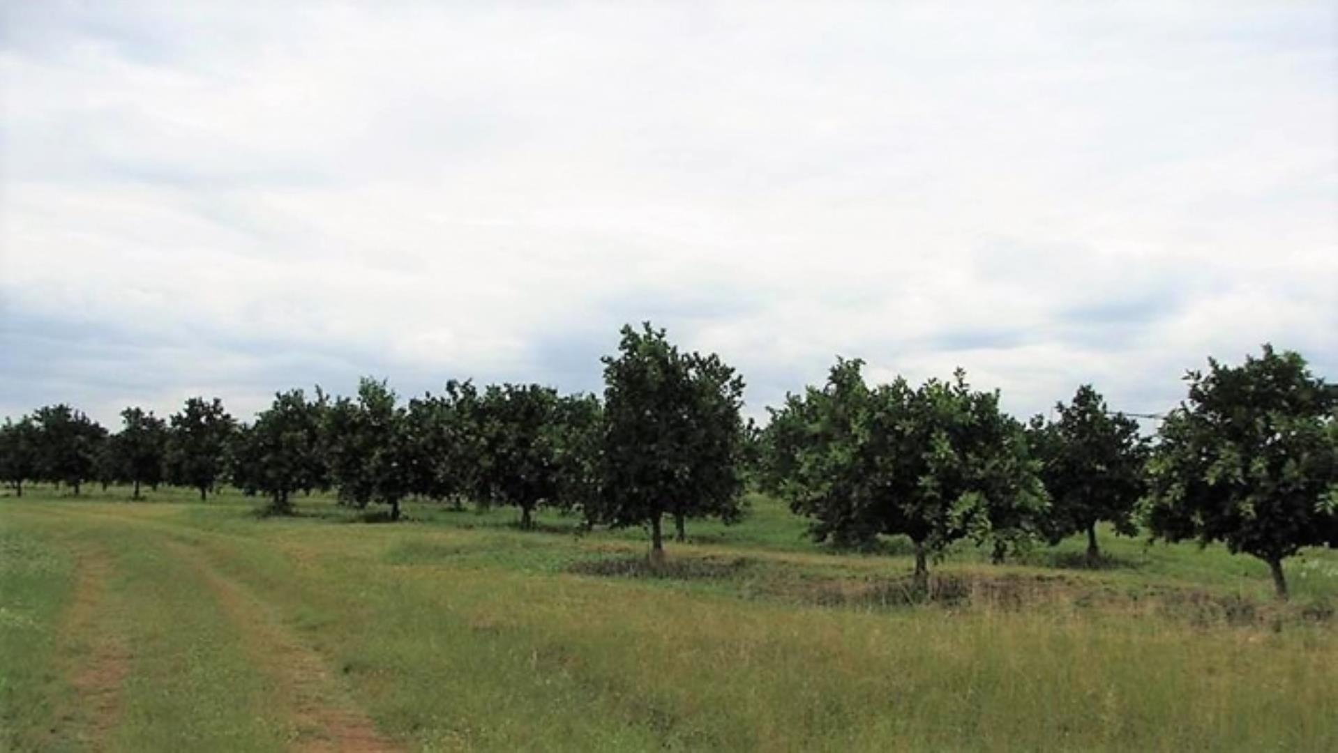 727504_335ha_Irrigation_Farm_combination_Farm_for_sale_(73).jpg