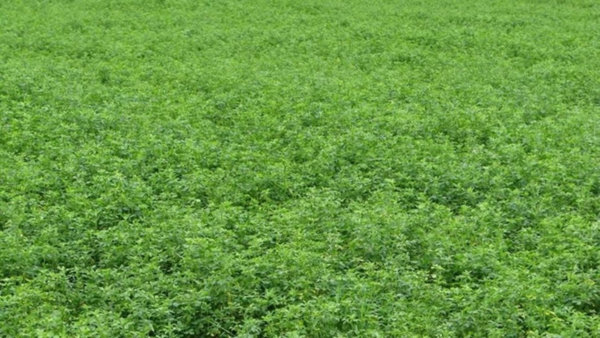 727504_335ha_Irrigation_Farm_combination_Farm_for_sale_(79).jpg