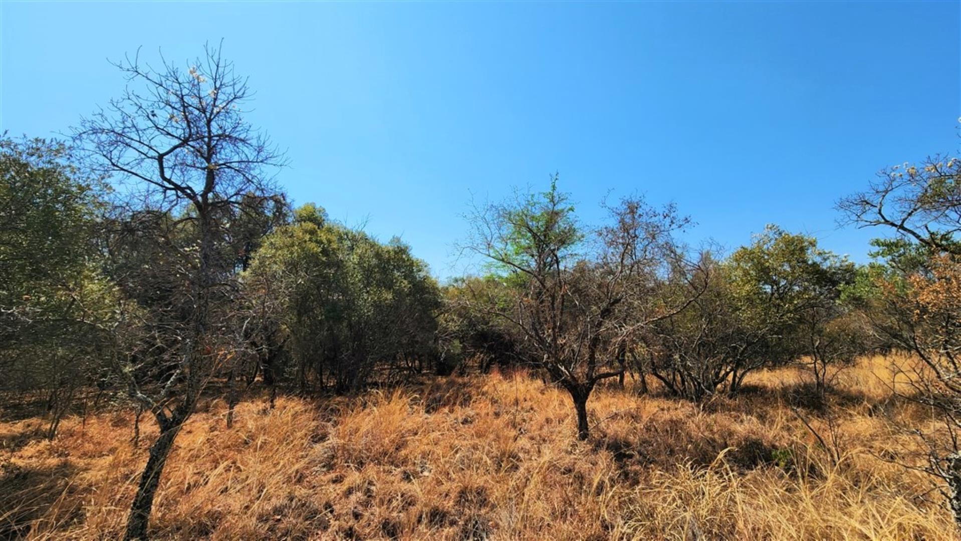 729529_Bushveld_2.jpg