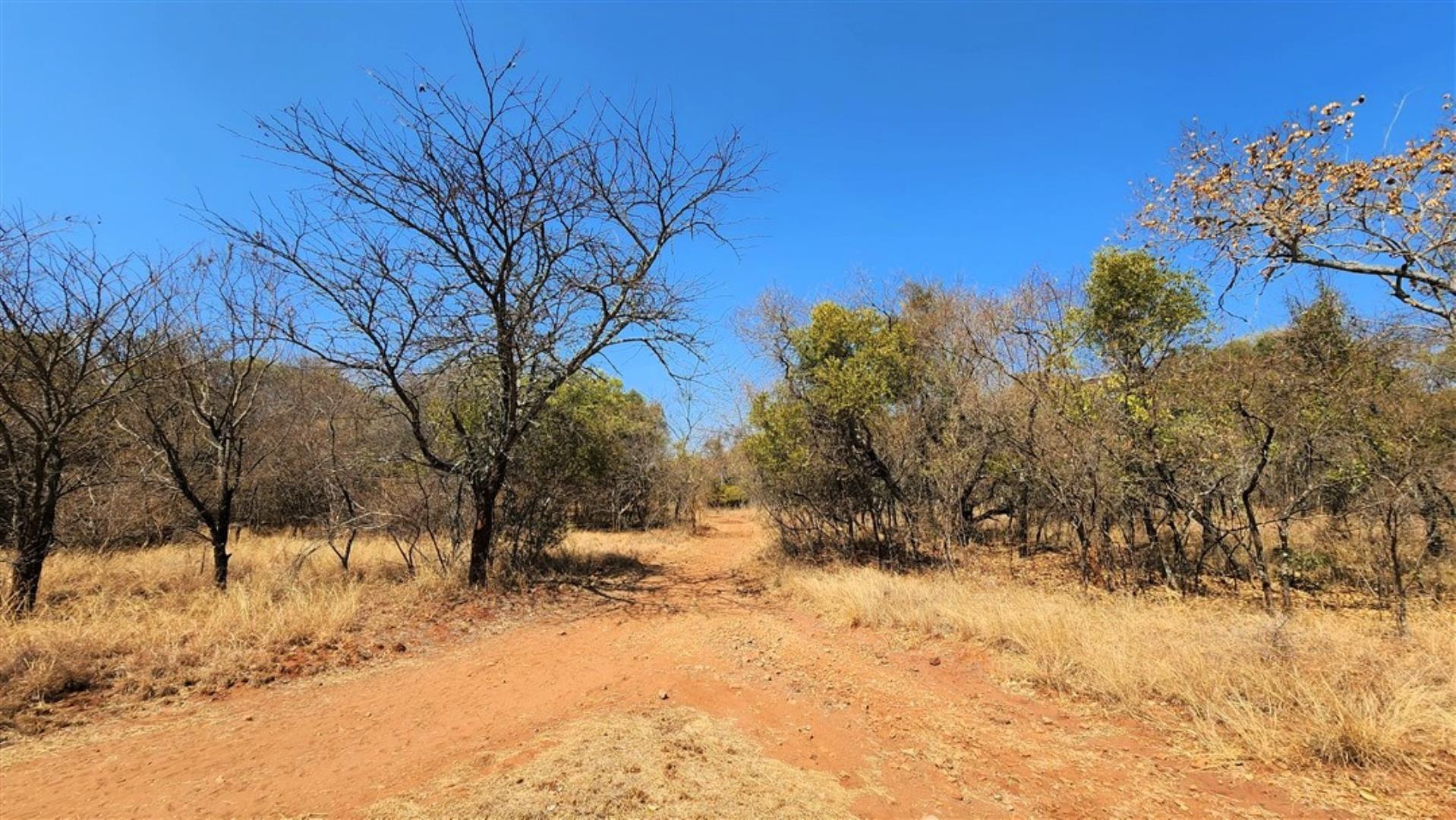729529_Bushveld_4.jpg
