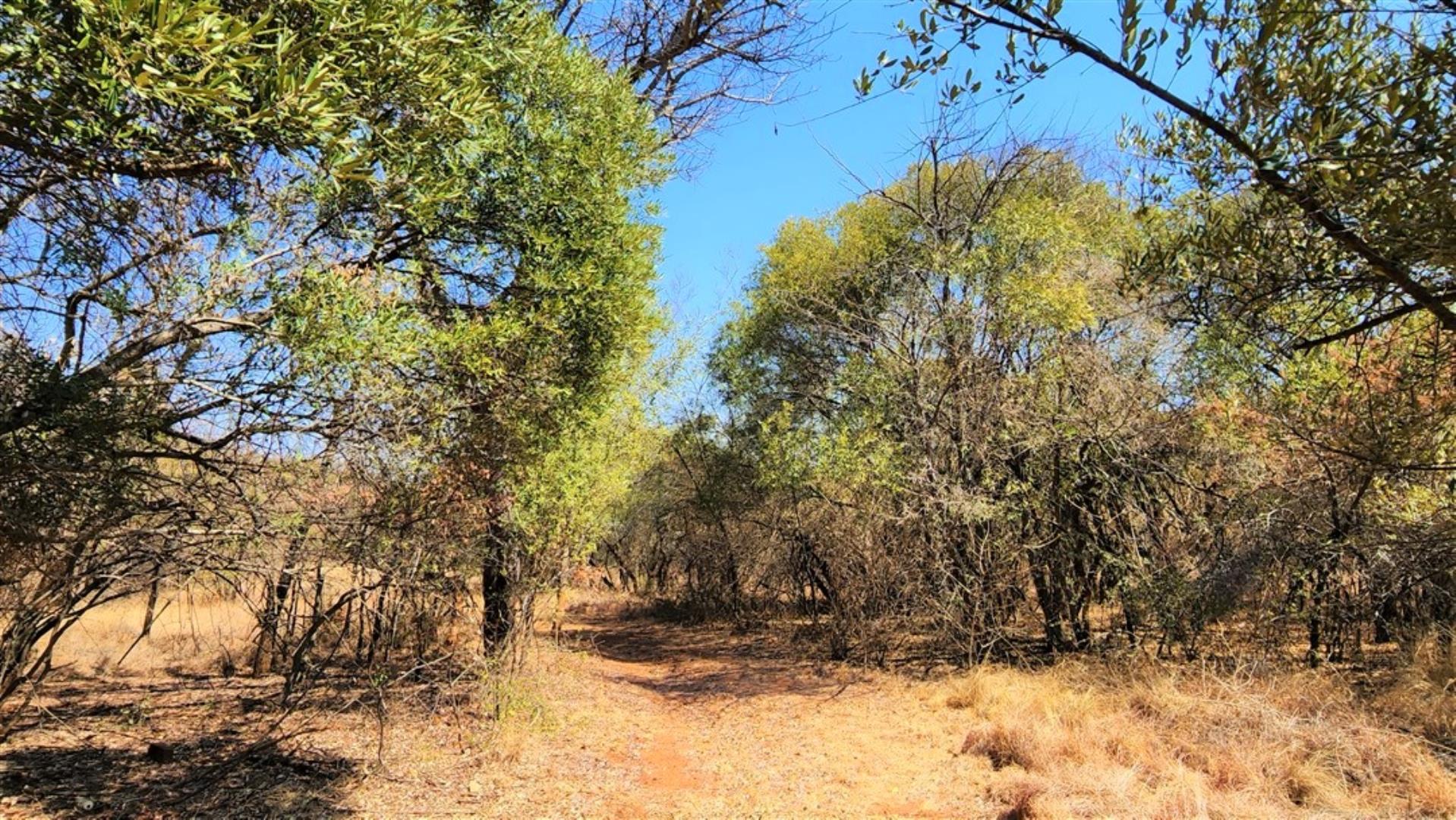 729529_Bushveld_5.jpg