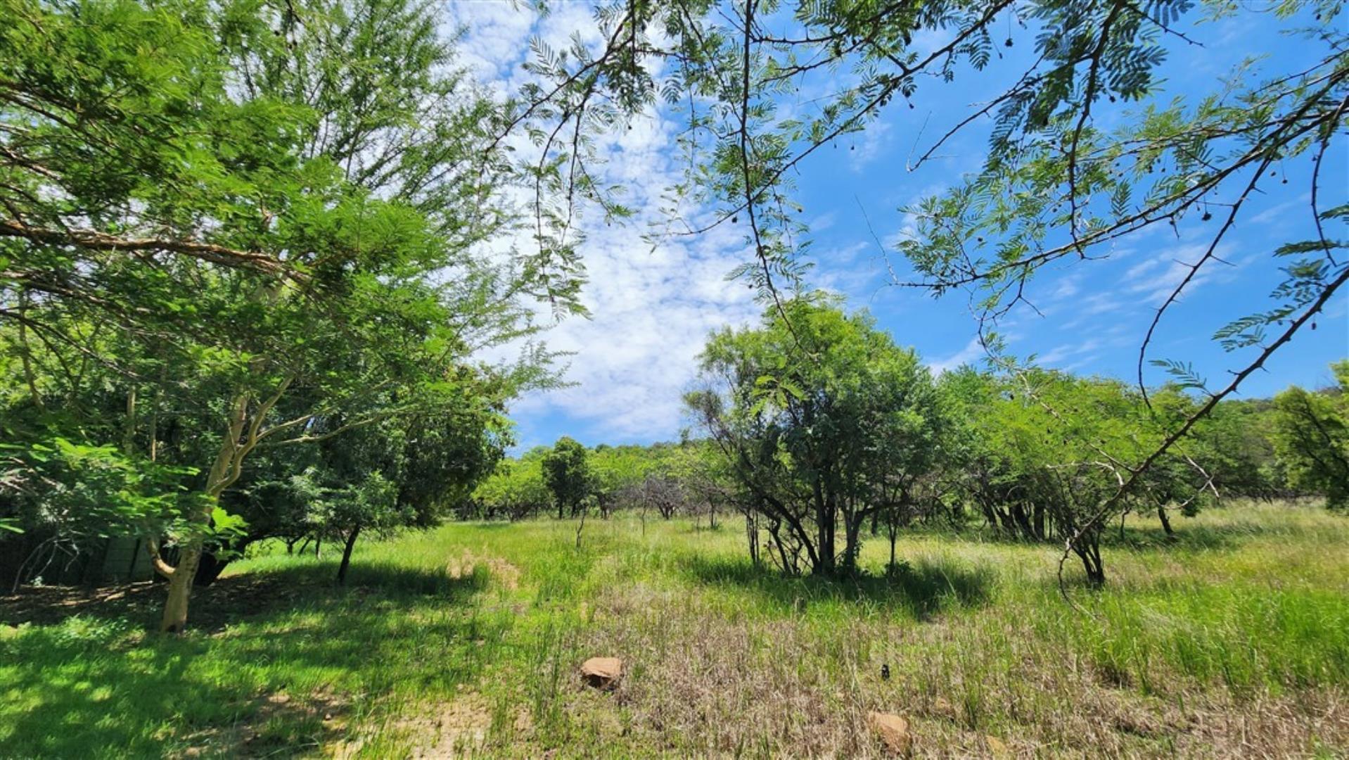 731548_Bushveld_2.jpg
