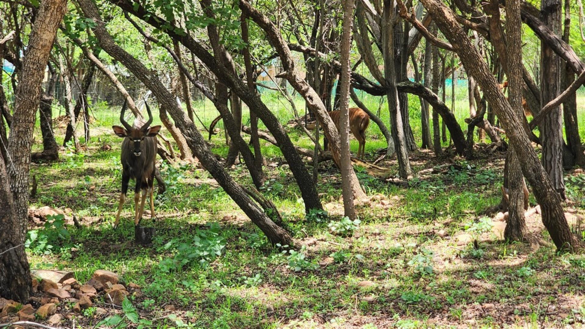 731548_Nyalas.jpg