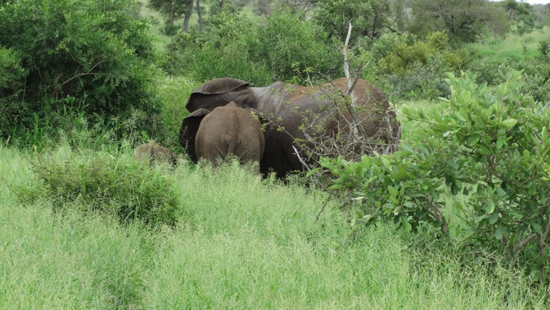 732043_664ha_Private_Game_farm_and_Lodge_within_a_Big_5_Game_Reserve_FOR_SALE_(112).jpg