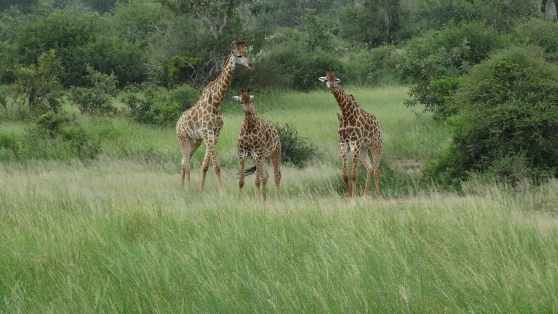 732043_664ha_Private_Game_farm_and_Lodge_within_a_Big_5_Game_Reserve_FOR_SALE_(113).jpg