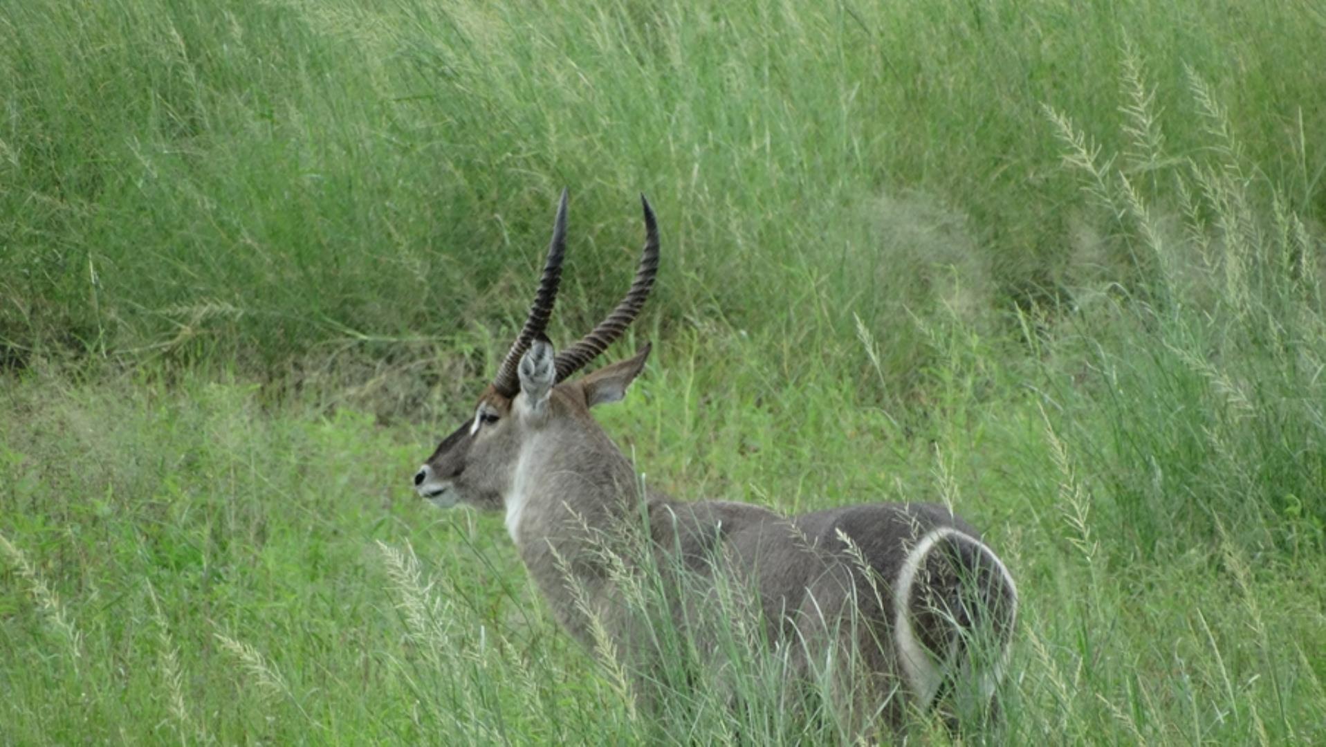 732043_664ha_Private_Game_farm_and_Lodge_within_a_Big_5_Game_Reserve_FOR_SALE_(114).jpg