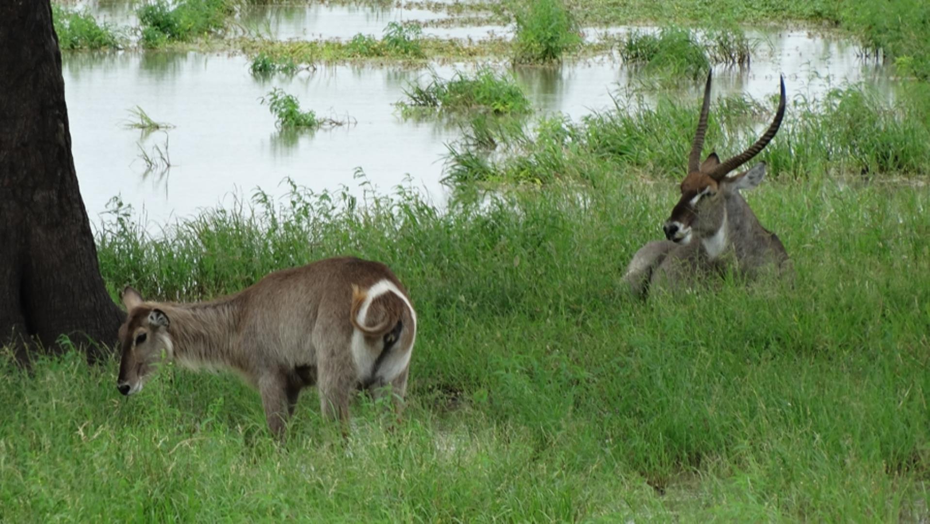 732043_664ha_Private_Game_farm_and_Lodge_within_a_Big_5_Game_Reserve_FOR_SALE_(115).jpg