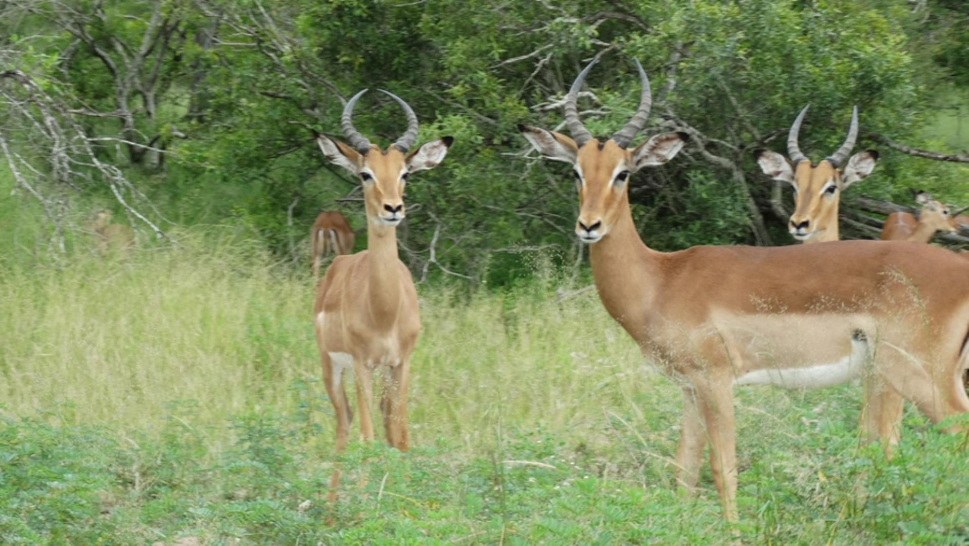 732043_664ha_Private_Game_farm_and_Lodge_within_a_Big_5_Game_Reserve_FOR_SALE_(117).jpg