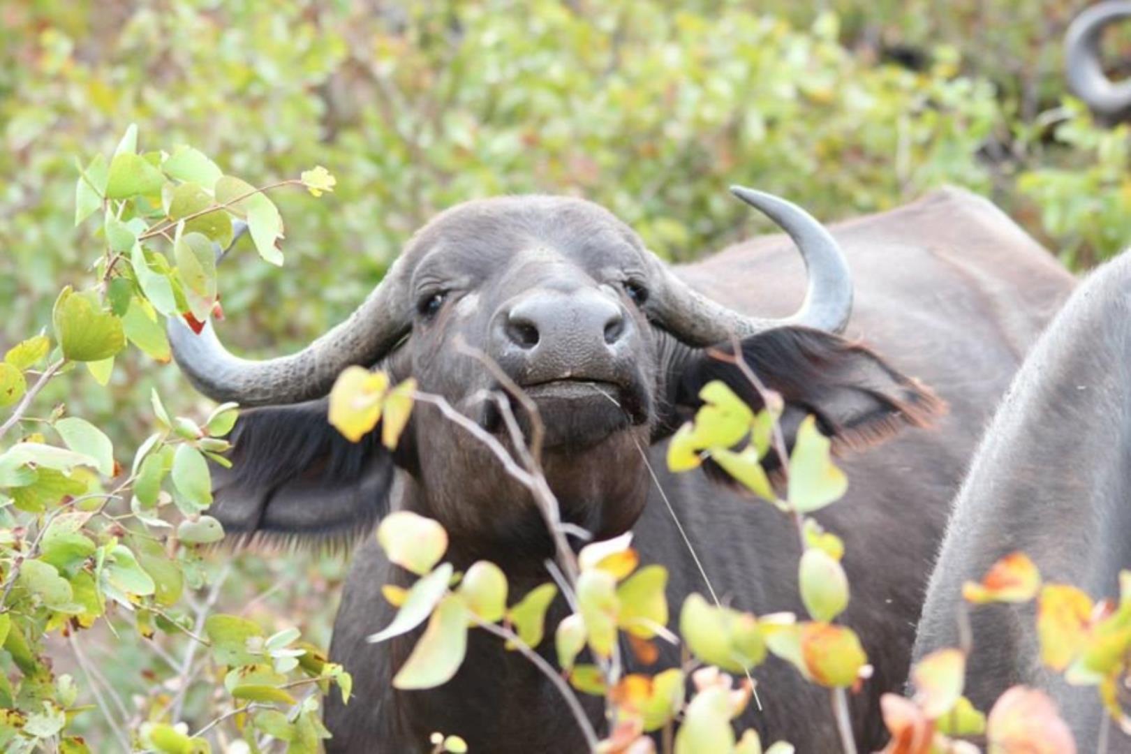 732043_664ha_Private_Game_farm_and_Lodge_within_a_Big_5_Game_Reserve_FOR_SALE_(2).jpg