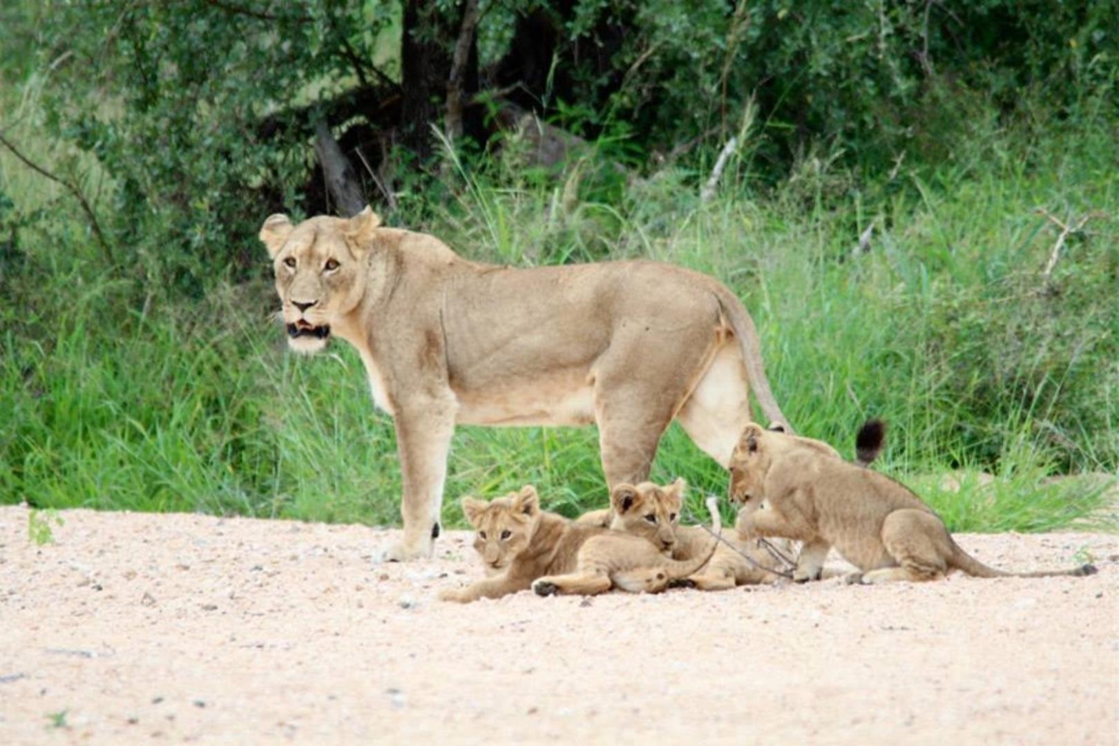 732043_664ha_Private_Game_farm_and_Lodge_within_a_Big_5_Game_Reserve_FOR_SALE_(3).jpg