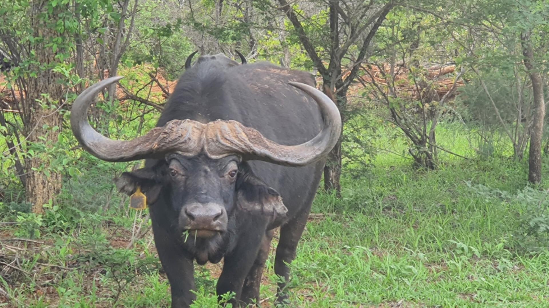 732043_664ha_Private_Game_farm_and_Lodge_within_a_Big_5_Game_Reserve_FOR_SALE_(4).jpg