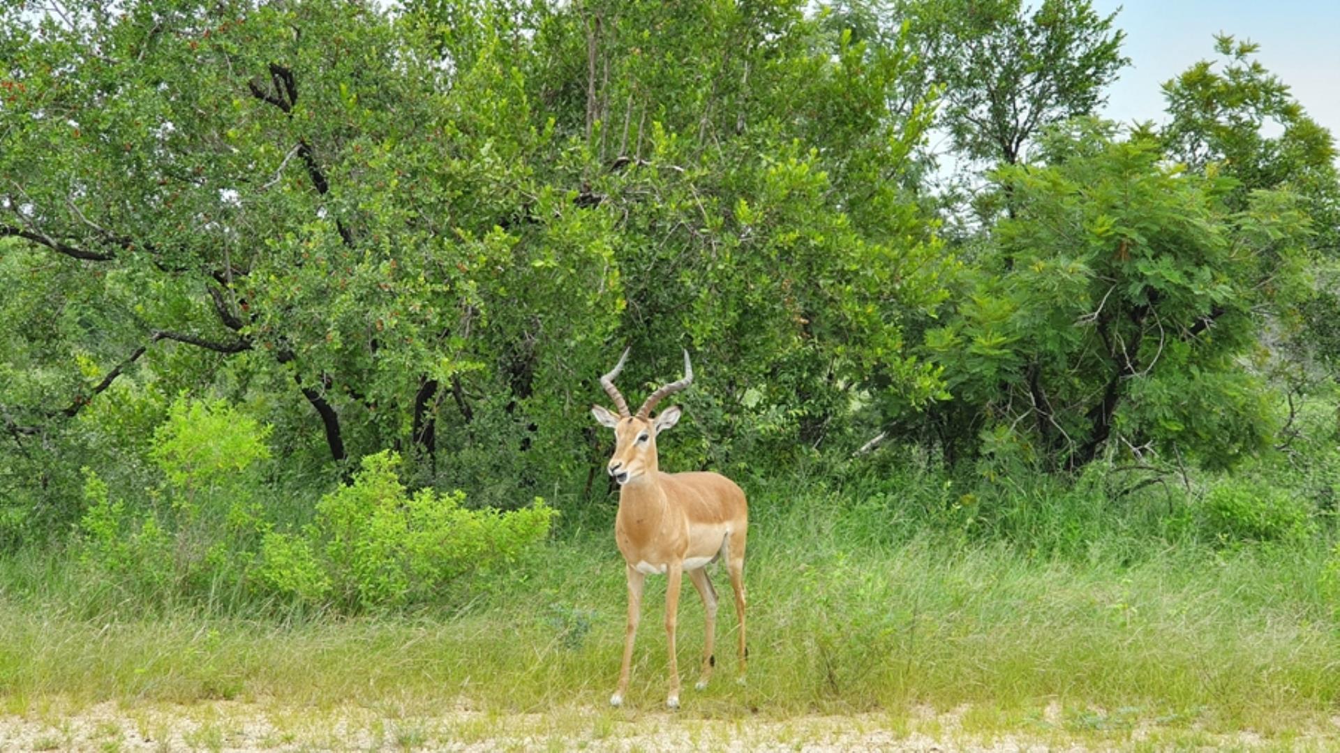 732043_664ha_Private_Game_farm_and_Lodge_within_a_Big_5_Game_Reserve_FOR_SALE_(5).jpg