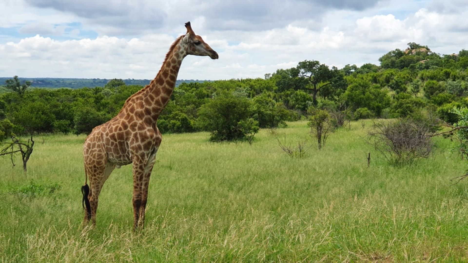 732043_664ha_Private_Game_farm_and_Lodge_within_a_Big_5_Game_Reserve_FOR_SALE_(6).jpg
