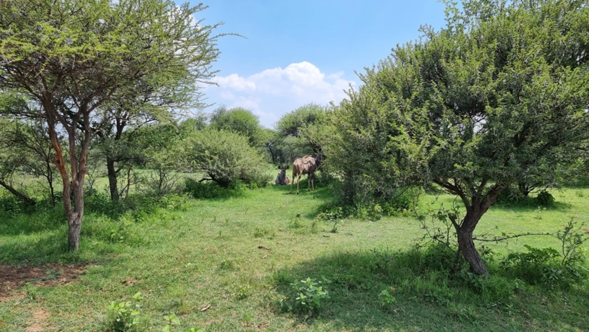 732043_664ha_Private_Game_farm_and_Lodge_within_a_Big_5_Game_Reserve_FOR_SALE_(95).jpg