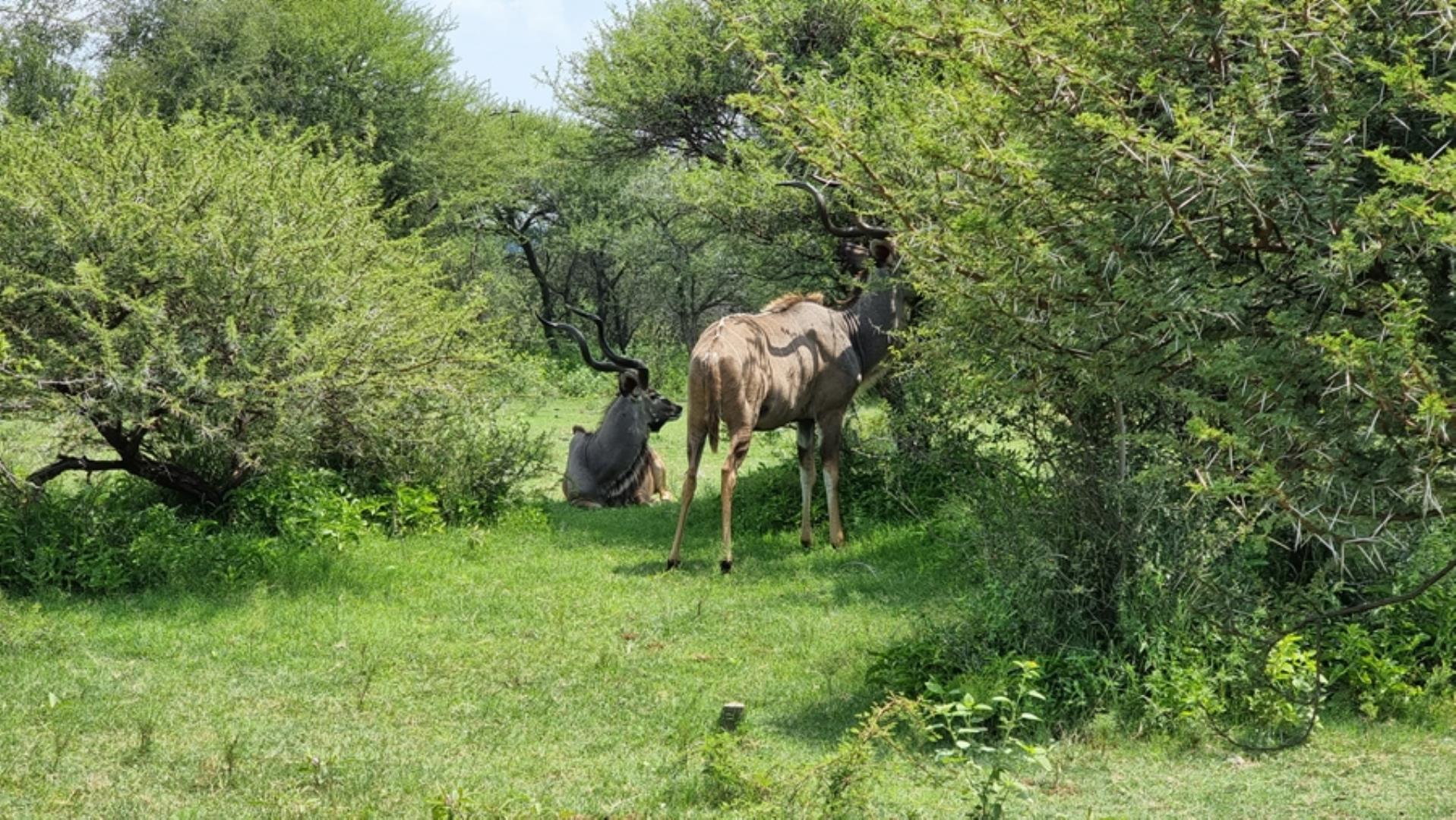 732043_664ha_Private_Game_farm_and_Lodge_within_a_Big_5_Game_Reserve_FOR_SALE_(96).jpg