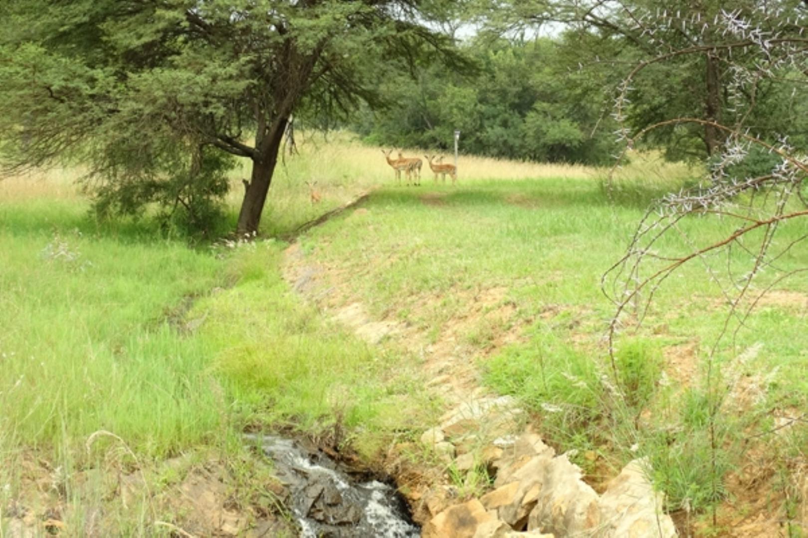 732378_1419ha_Feedlot___Irrigation_and_Game_Combination_Farm_for_Sale_Naboomspruit_(168).jpg