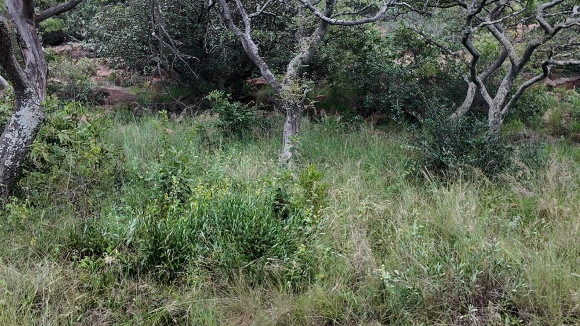 732502_2087ha_Farm_For_Sale_Waterberg___South_Africa_(206).jpeg