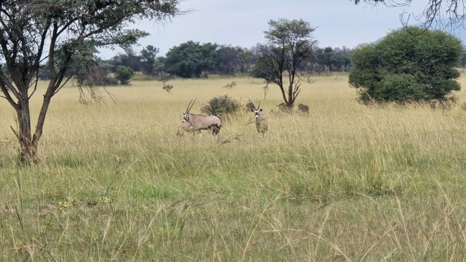 739697_Photo_565ha_Game__Hunting_and_Breeding_Farm_for_Sale_(108).jpeg