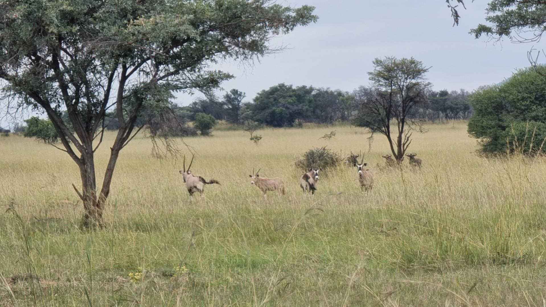 739697_Photo_565ha_Game__Hunting_and_Breeding_Farm_for_Sale_(109).jpeg
