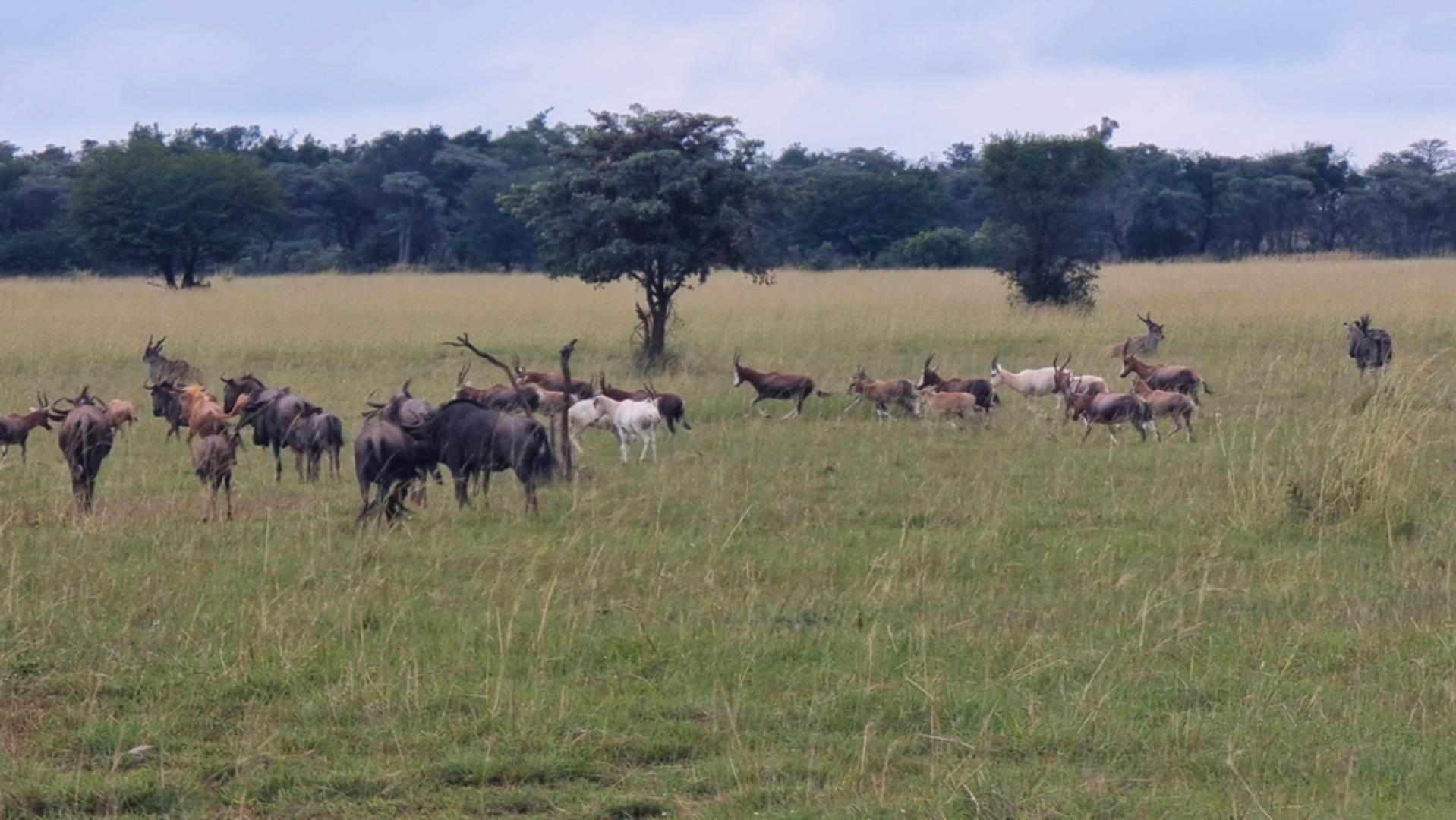 739697_Photo_565ha_Game__Hunting_and_Breeding_Farm_for_Sale_(122).jpeg