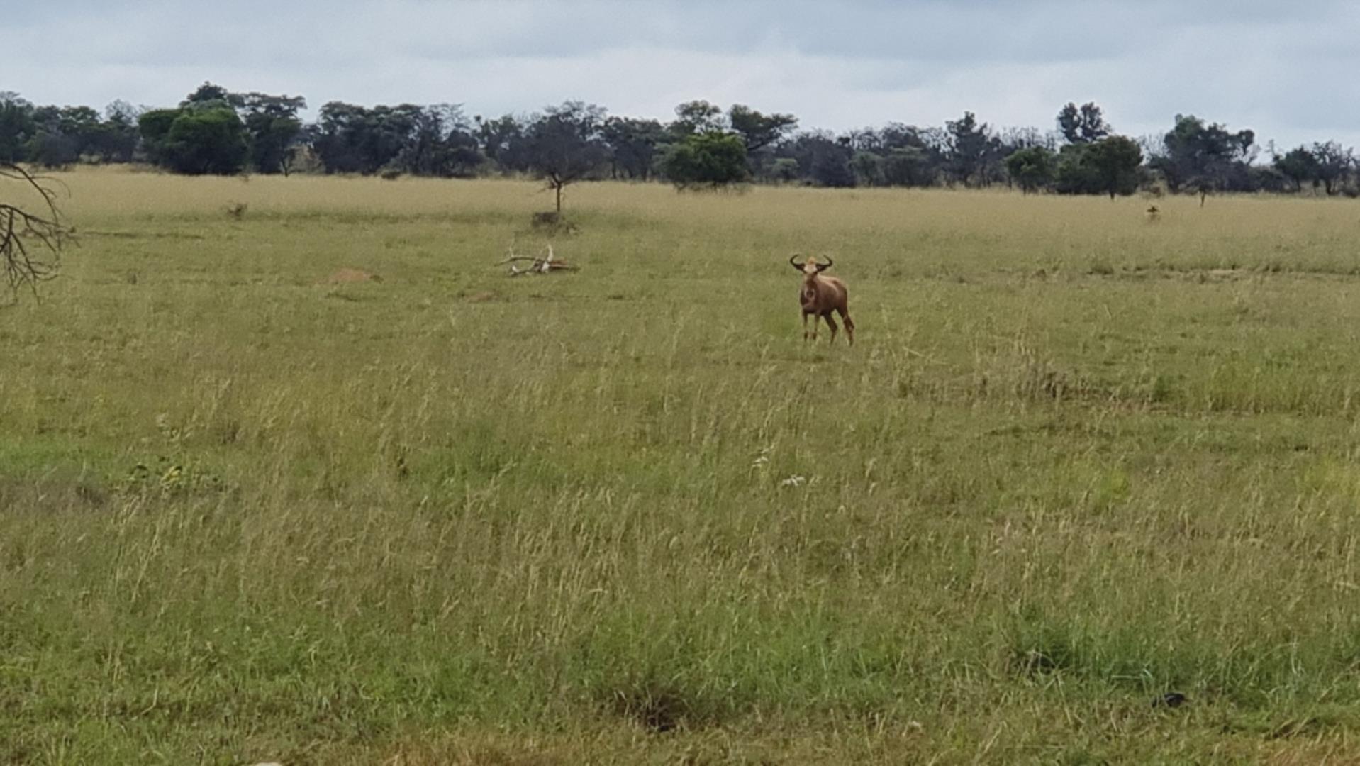 739697_Photo_565ha_Game__Hunting_and_Breeding_Farm_for_Sale_(125).jpeg